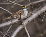 White throated Sparrow 1897